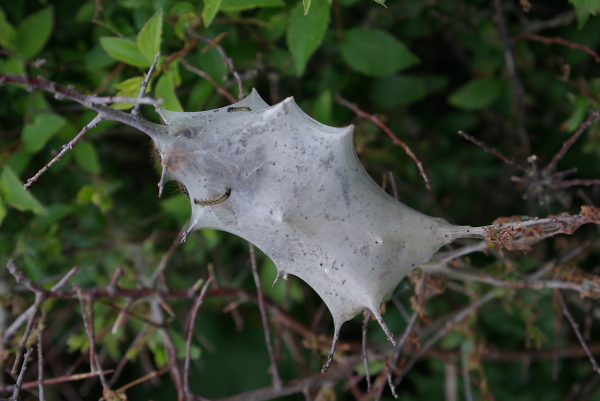 Caterpillars