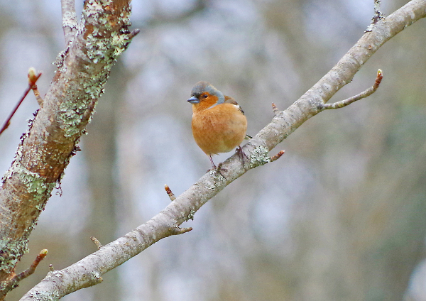 Chaffinch