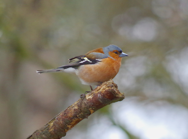 Chaffinch