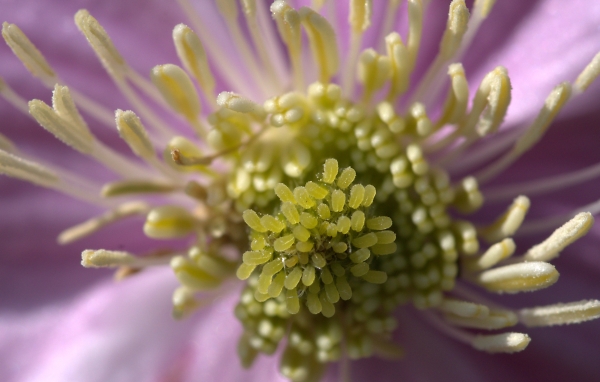Clematis