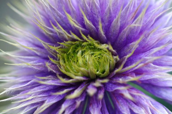 Clematis