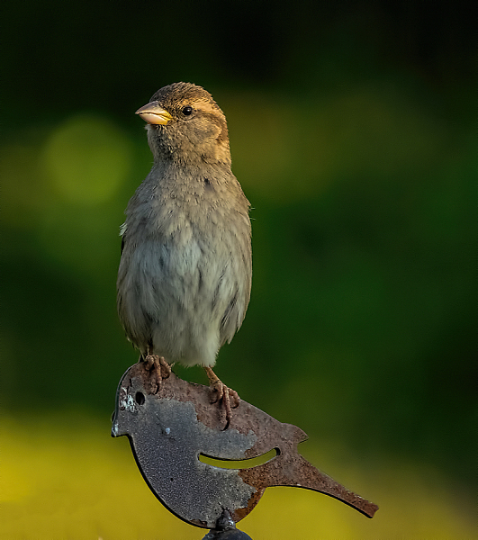 Female House Sparrow (passer Domesticus)