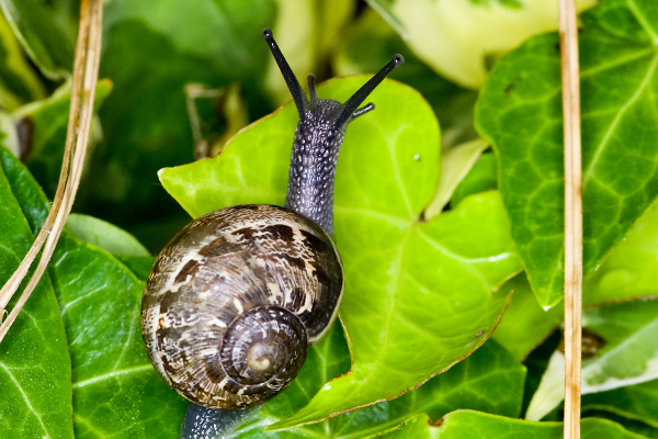 Gardener's enemy!