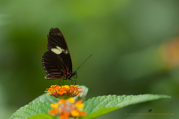 Heliconius Melpomene