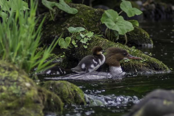 Hitching a Ride.