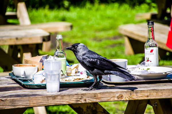 Impeckable table manners !