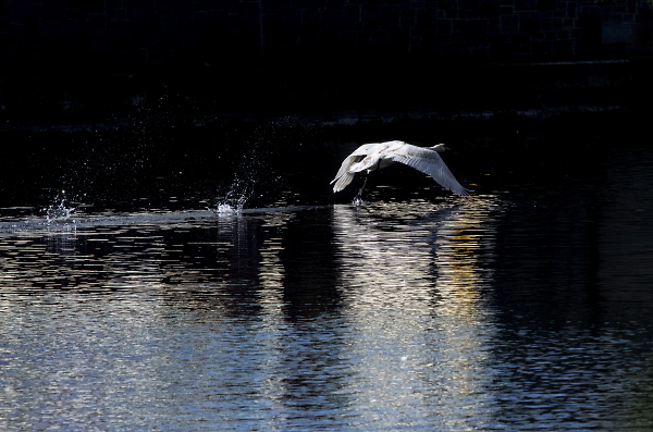 In flight