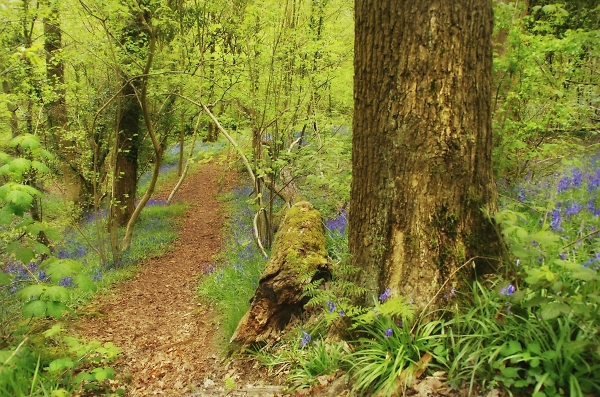 Last Bluebell walk