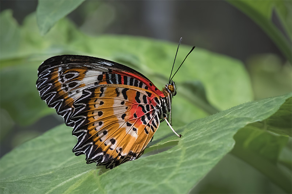 Not-So-Plain Lacewing