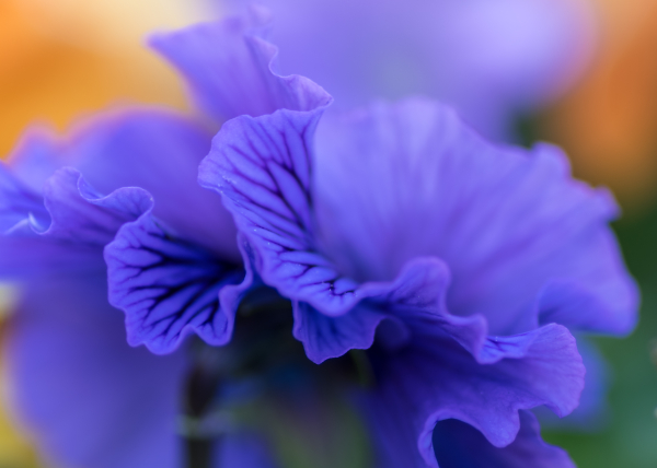 Pansies
