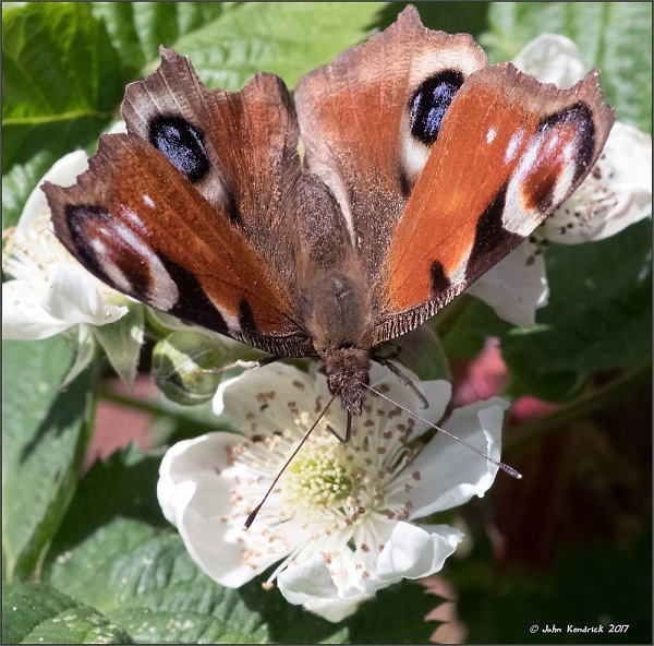 Peacock Butterfly feeding on Blackberry Flower