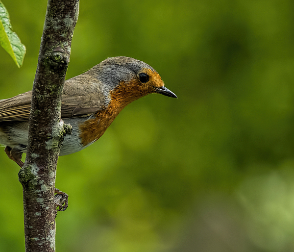 Robin