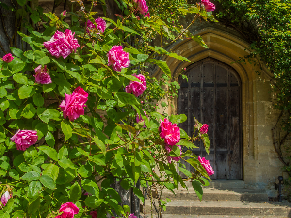 Roses at Great Chalfield Manor