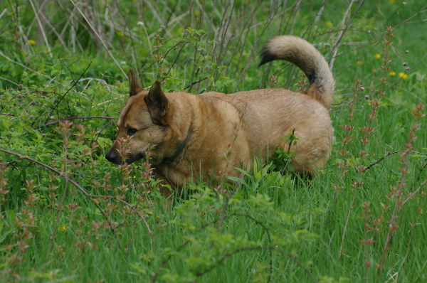 Scooby