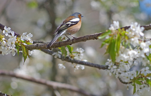 Spring Chaffinch