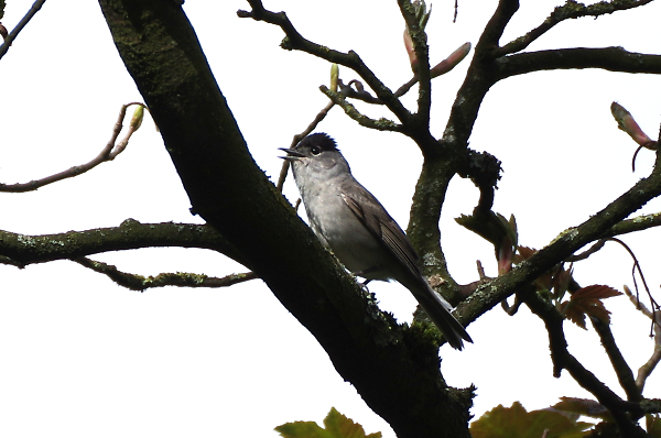 Unusual bird