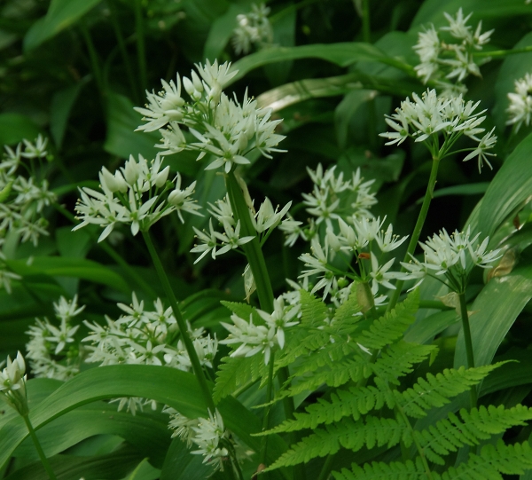 Wild Garlic and Fern