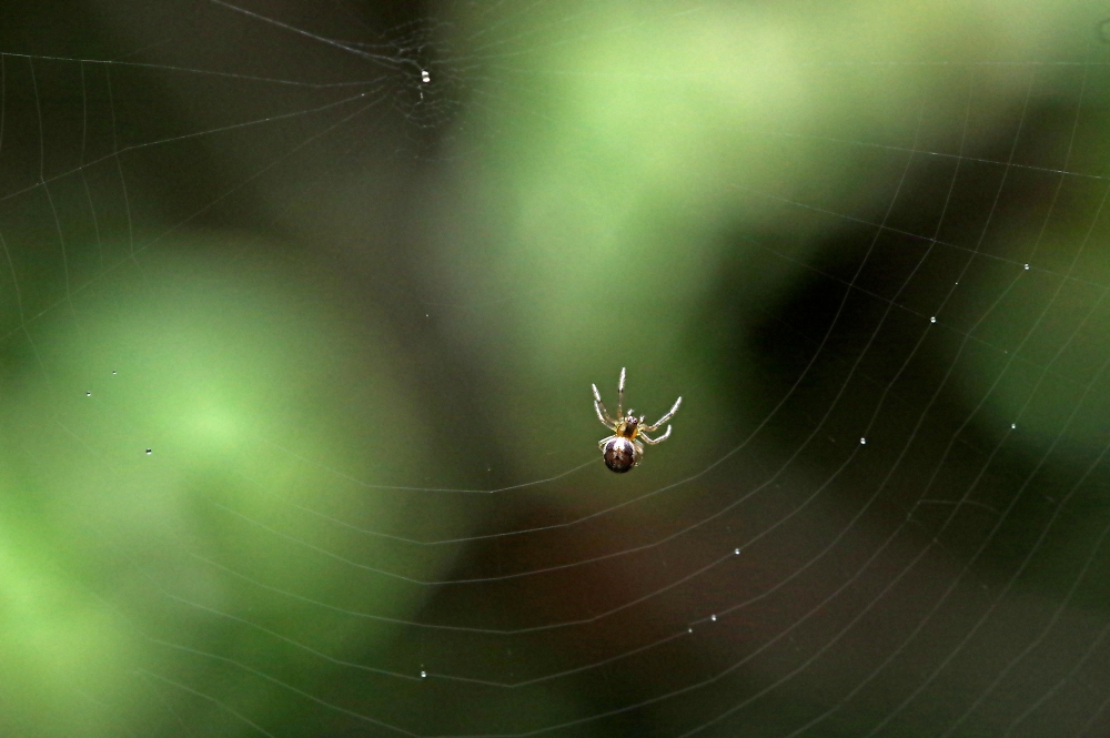 Baby spider making a web