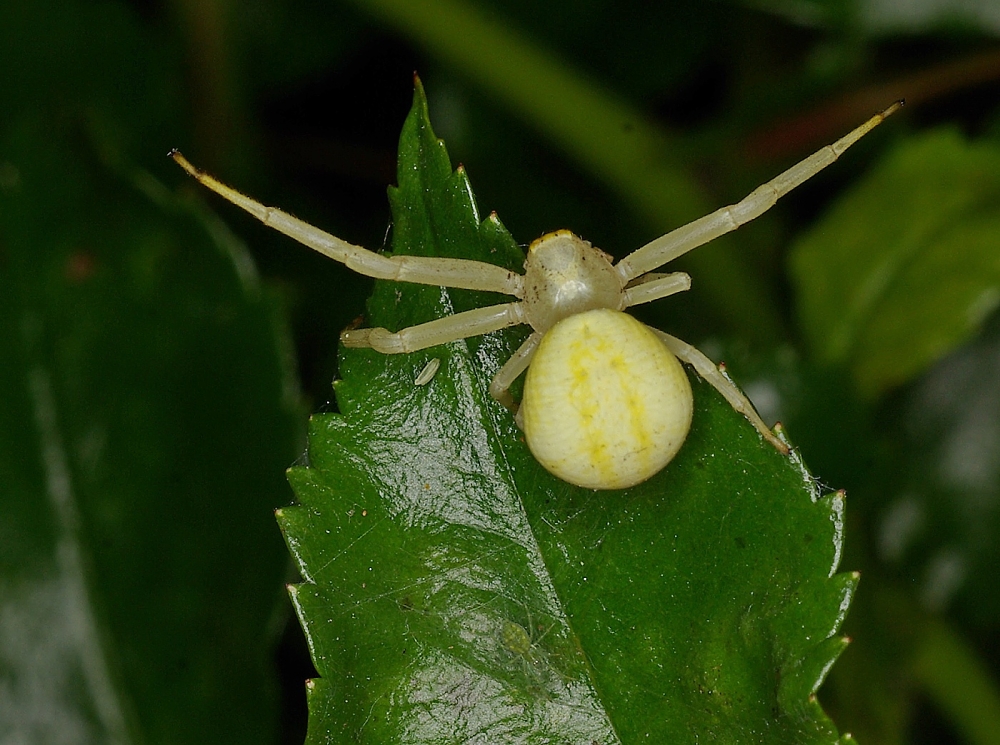 Garden Crab Spider