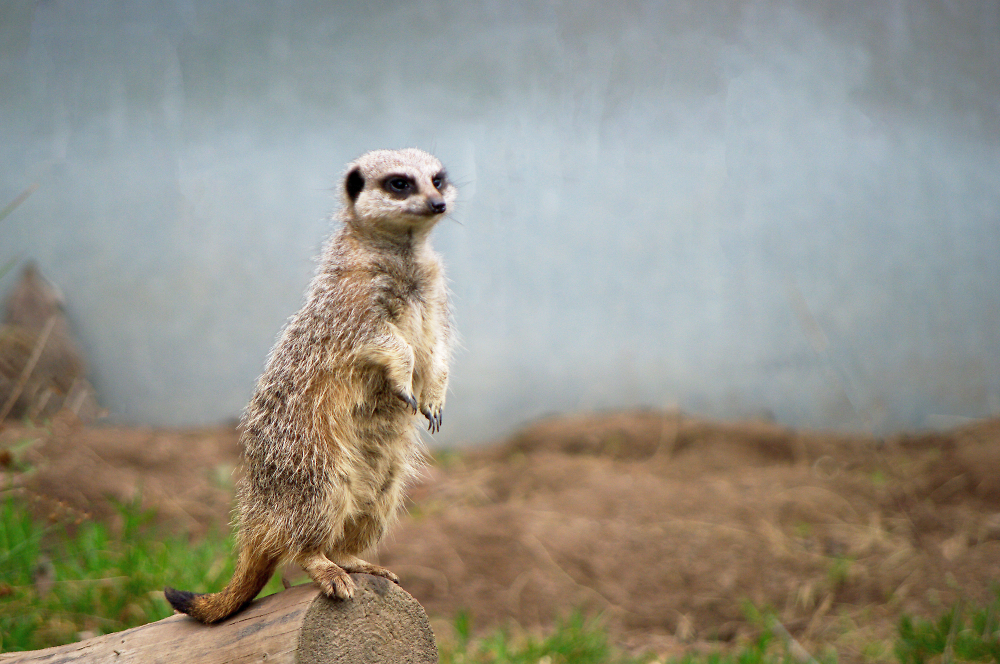 Meerkat on guard