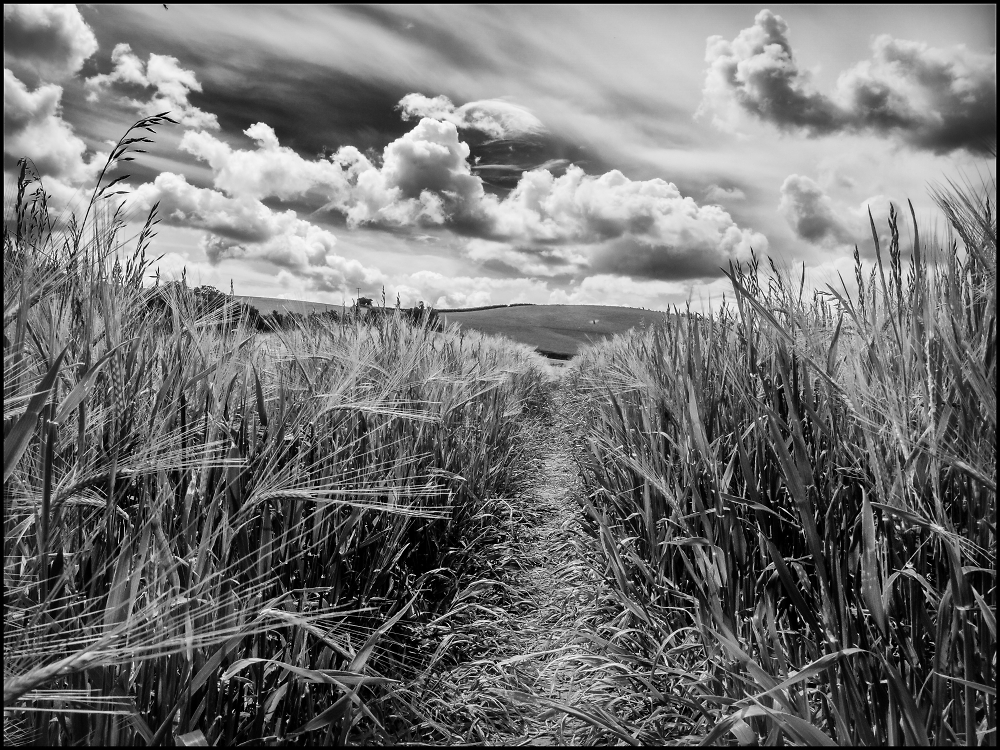 Path Through a Wheat Field