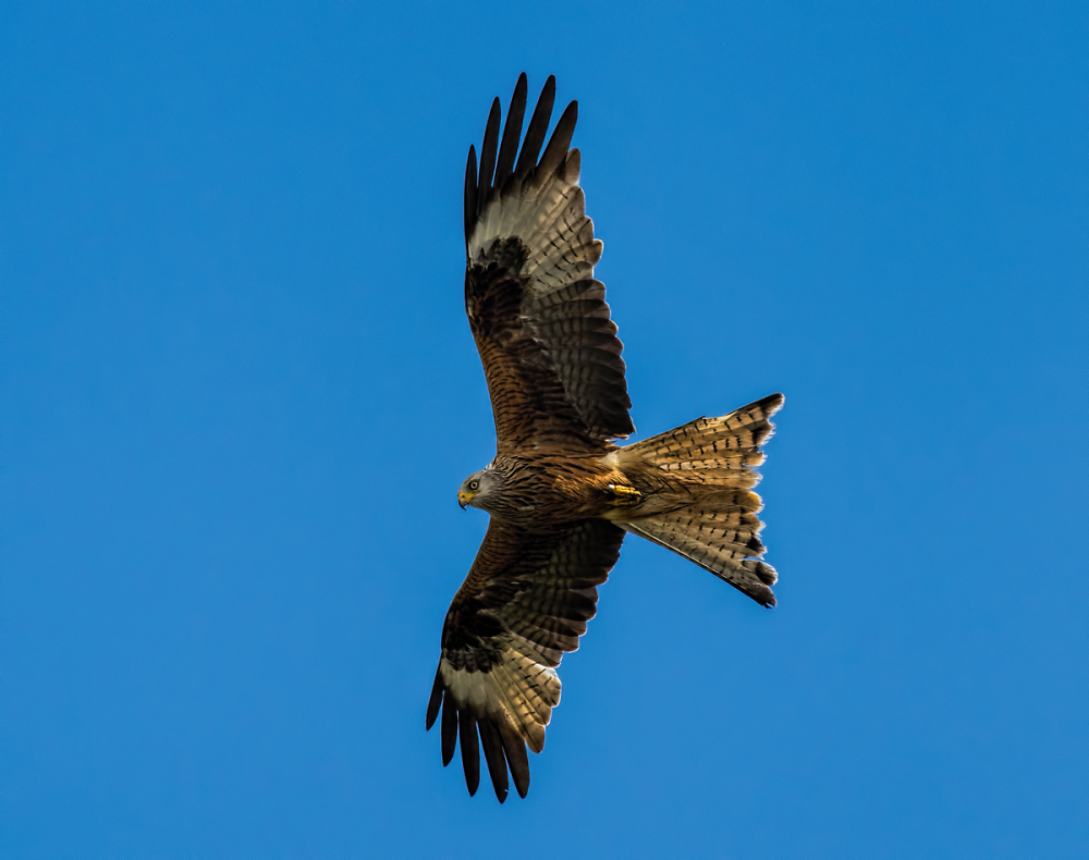 Red Kite