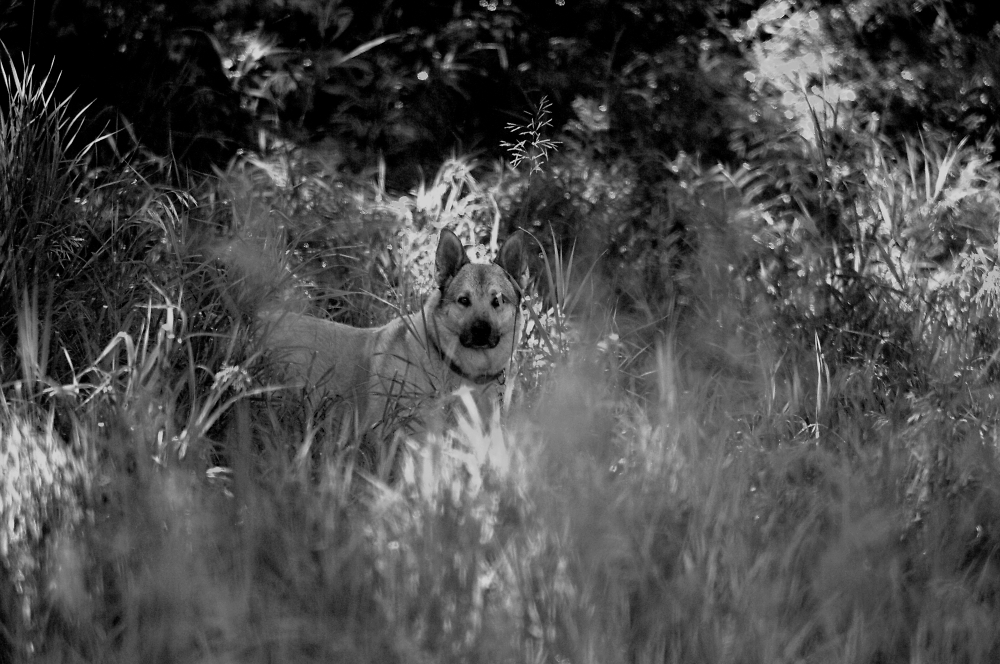 Scooby in B&W