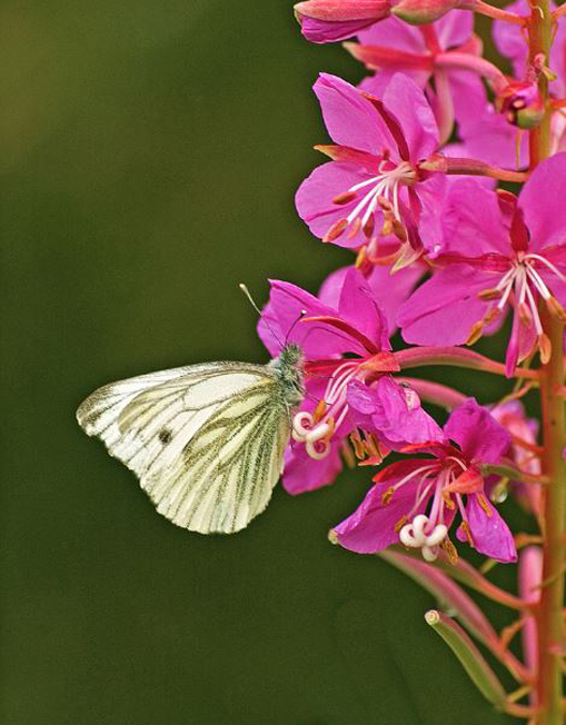 Small Green Veined White  .