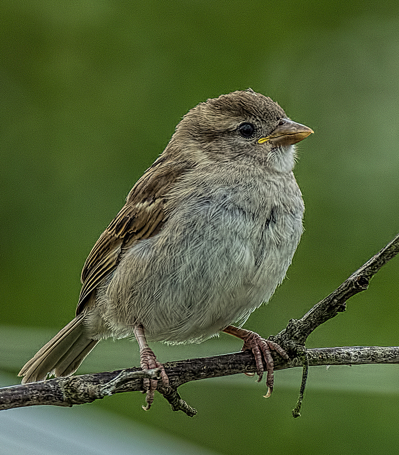 This years fledgling Sparrow