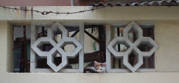 A Homeless Cat
