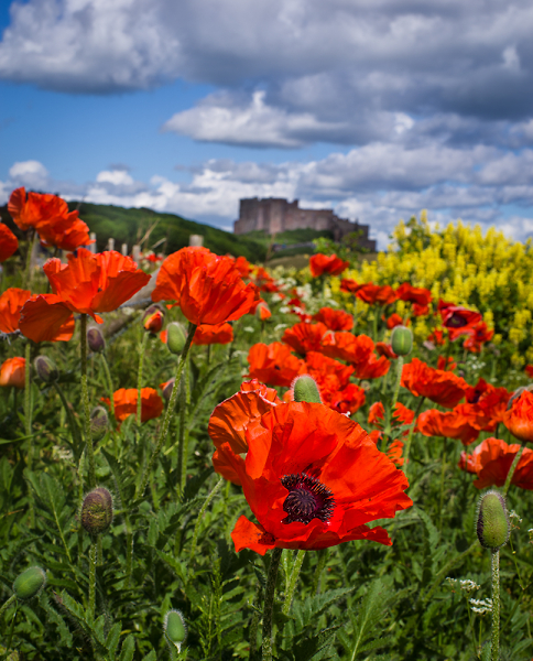 Bamburgh poppies...