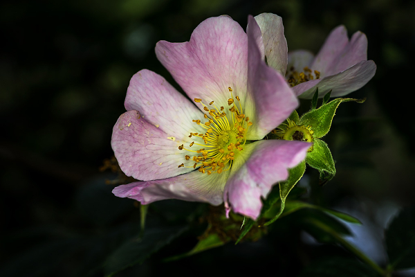 Dog Rose