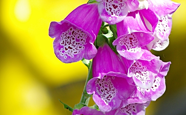 foxglove