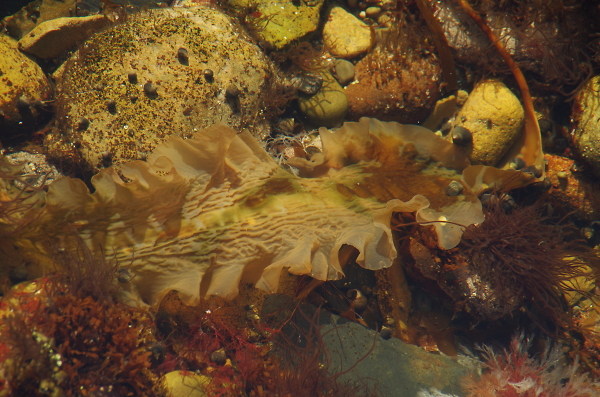 Helmsdale Rock Pool