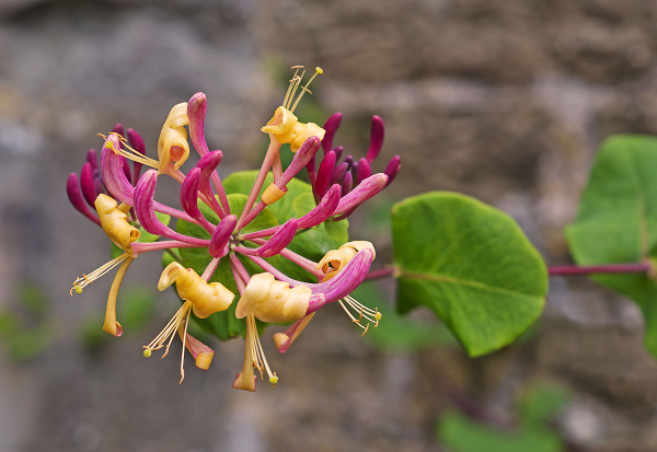Honeysuckle