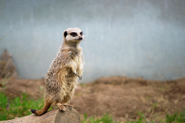 Meerkat on guard