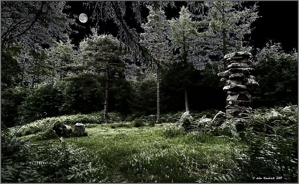 Moonlit Forest