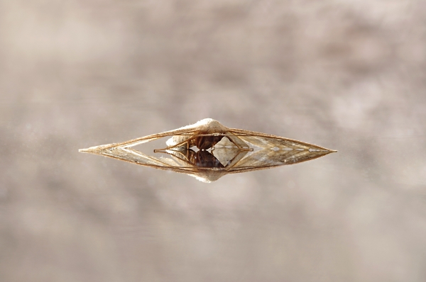 Portrait of a Moth