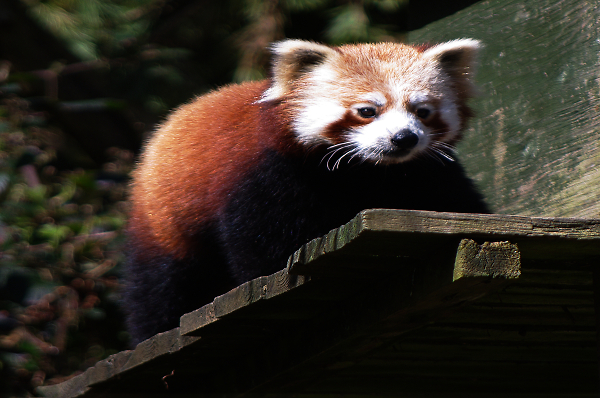 Red Panda