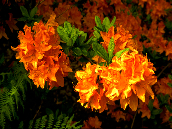 Rhododendron Mary Poppins