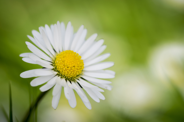 Sunshine Daisy