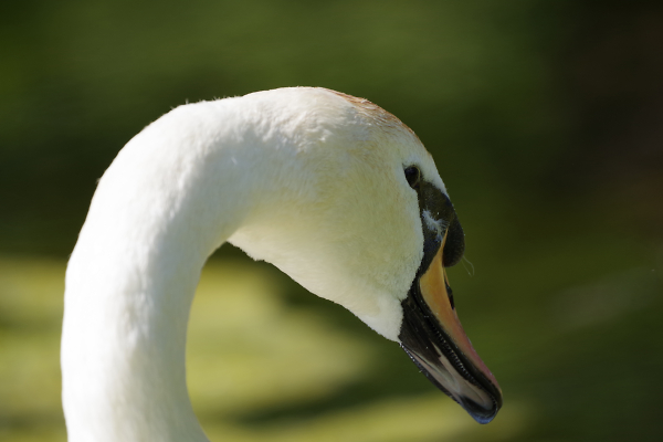 Swan