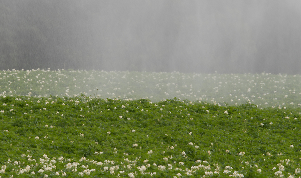 Watering the potatoes