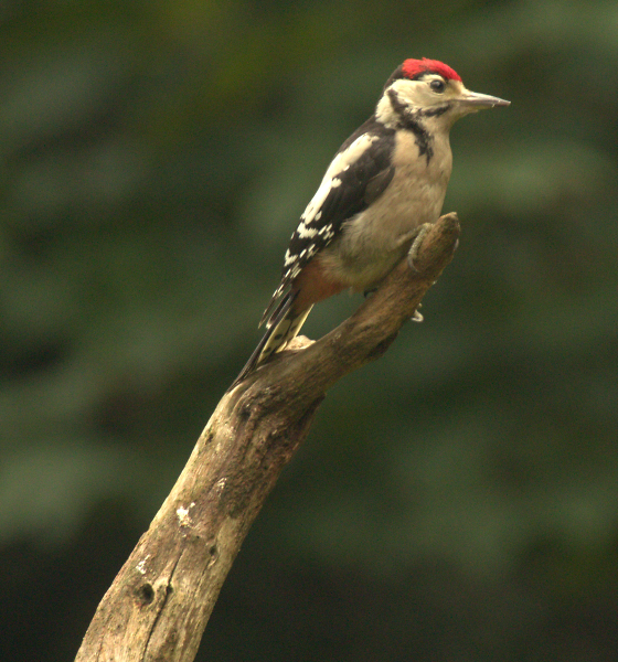 Woodpecker  middle spotted