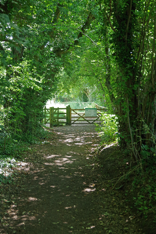 A shady path