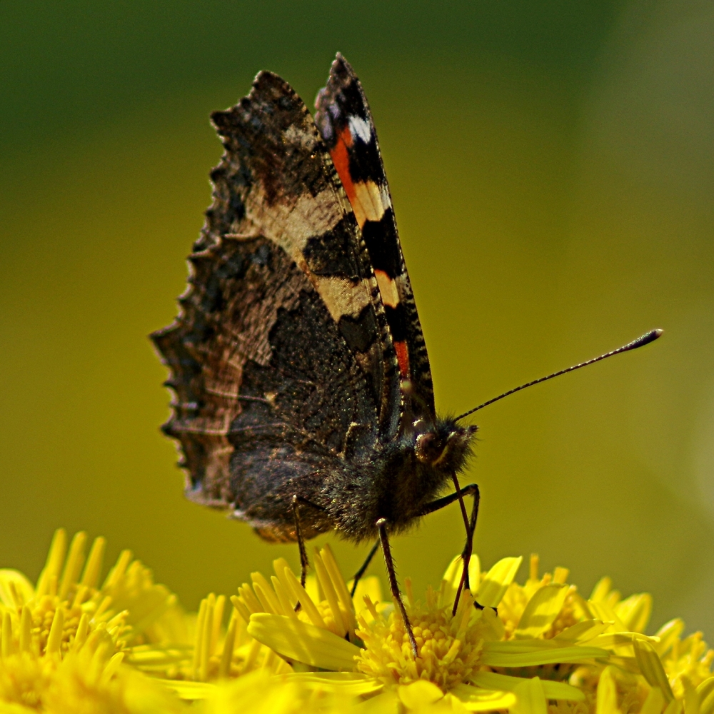 Dressage for butterflies