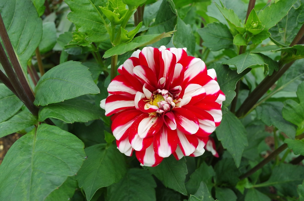 Flower - Kingston Lacey
