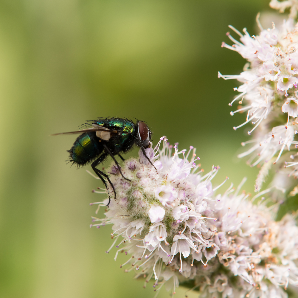 Greenbottle on mint