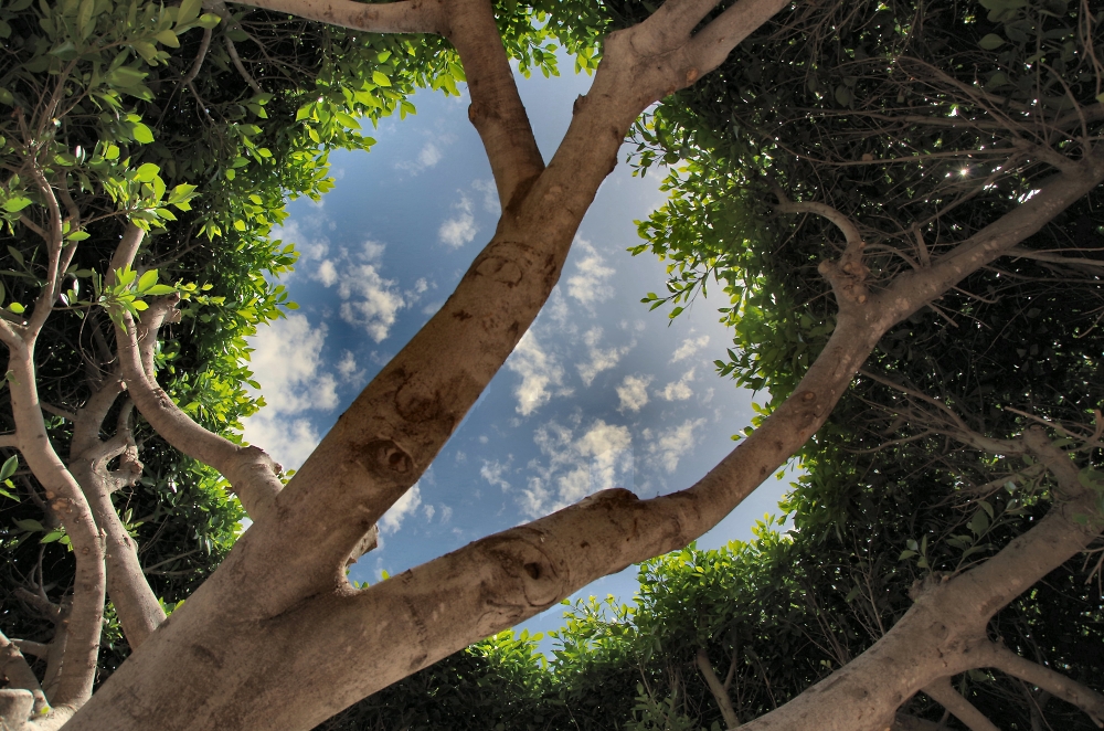 Holey tree