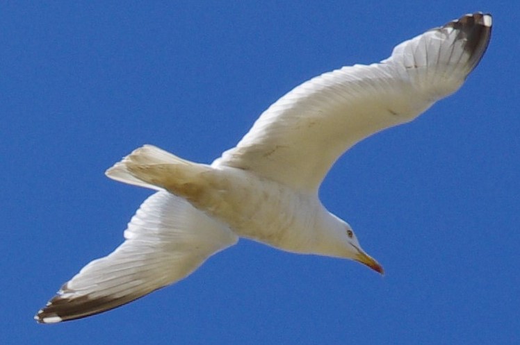 Just another common ole Seagull